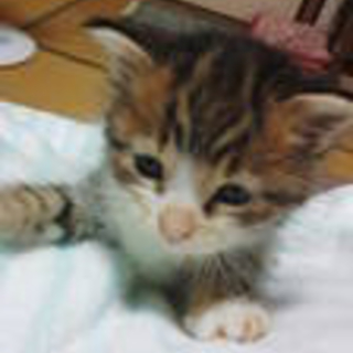9匹の子猫がいます。通称「コロンちゃん」です。