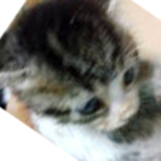 季節外れのおチビちゃん。あと8匹います。