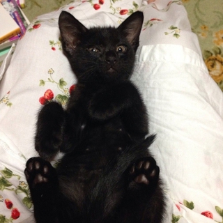 二ヶ月弱の黒猫の男の子