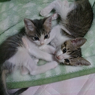 子猫貰ってください