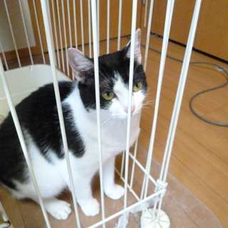 里親になってください