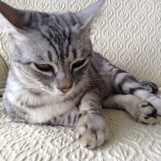 とても人懐こい子です