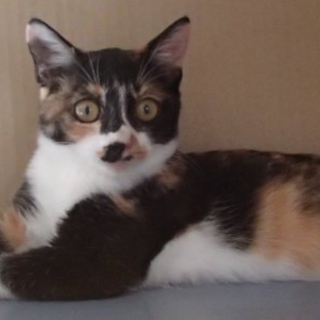 膝乗り三毛猫里親募集中。