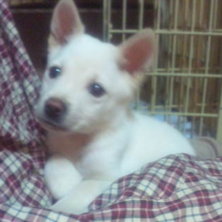 白い子犬3ヶ月飼い主さん募集！