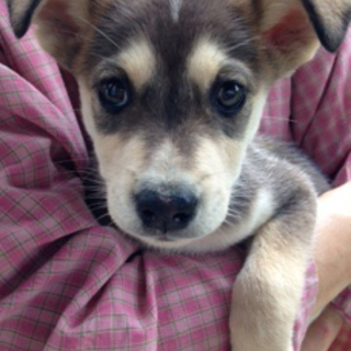 生後3ヶ月のオスの家族募集！