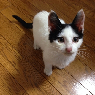 子猫の里親を募集しています。