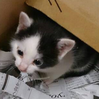 急募！白黒の子猫の里親さま募集中！