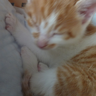 急募！茶トラの子猫の里親さま募集中！