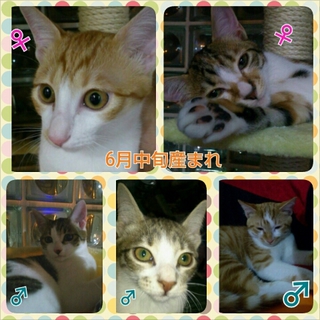 ５匹の兄弟姉妹♡