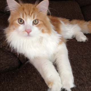 大切に可愛がってくれる方に