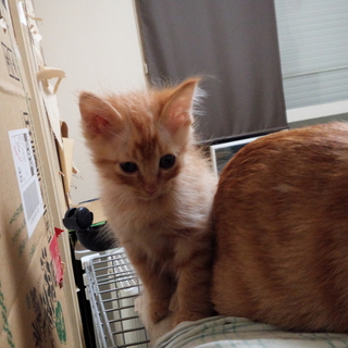 子猫２匹の里親募集