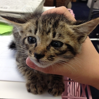 子猫たちの里親募集中です。