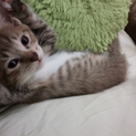 里親募集