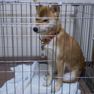 柴犬　桃　1歳2ヶ月　人が大好きです。