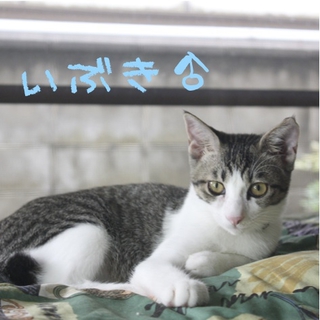 公園で独ぼっち遺棄された「いぶきくん」去勢済