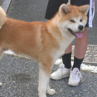 １０ヶ月の男の子です