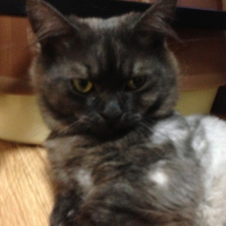 短足マンチカン