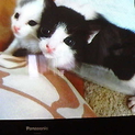 元気いっぱいの子猫です