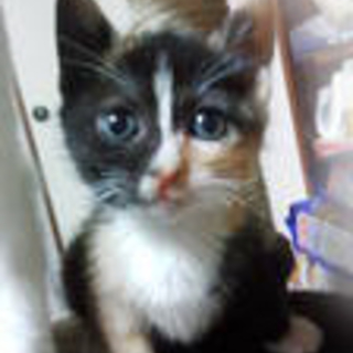 ピカソを想わせるアートな三毛の子猫ちゃん！