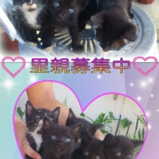 ☆残り♀の黒猫ちゃん２匹！里親募集中☆