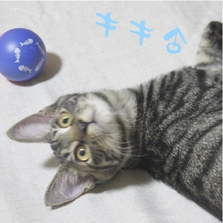 11月30日譲渡会参加！去勢済み兄弟子猫。