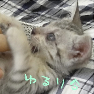 １０月１９日豊中市保健所の犬猫譲渡会に参加！