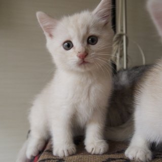 双子の子猫ちゃん。急募！！