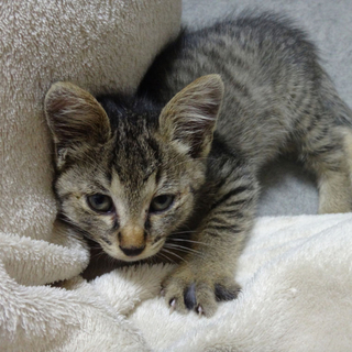 保護子猫の里親募集（1ヶ月半♀）