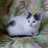 子猫4匹の里親さん募集中です サムネイル4