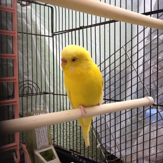 セキセイインコ里親募集