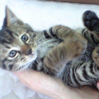 おめめぱっちり猫