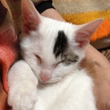 目が見えない☆うみちゃんの家族になって下さい！
