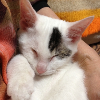 目が見えない☆うみちゃんの家族になって下さい！