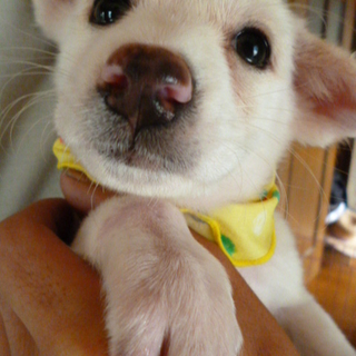 垂れ耳ラブ風子犬