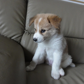 １．５ヶ月子犬小松政夫兄妹　兄妹ゲンカ真っ盛り中
