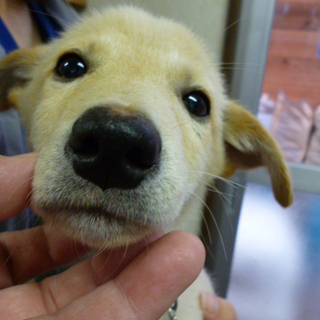 柴風子犬