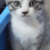 子猫4匹の里親さん募集中です サムネイル5