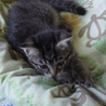 子猫4匹の里親さん募集中です サムネイル2