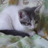 子猫4匹の里親さん募集中です サムネイル3