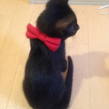 可愛い黒い子猫です