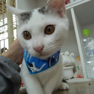グレーの男の子