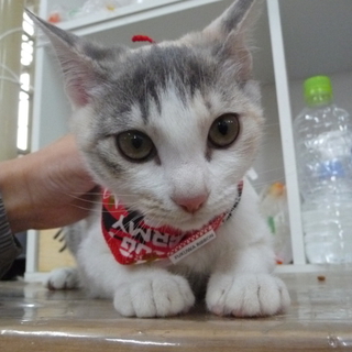 と～ても可愛い猫グレー三毛