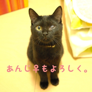 黒猫あんじの家族募集中