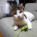 鹿校通りで三毛猫を保護しています
