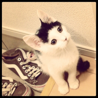 しめじくん（仮）☆子猫の家族募集中！