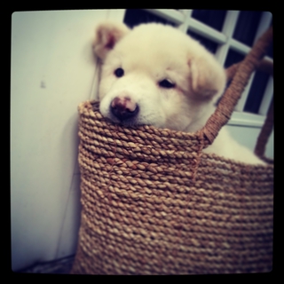 フワフワ子犬の親になって下さい！