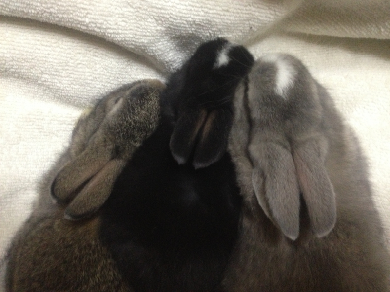 新しい御家族様が  決定いたしました♬ サムネイル2