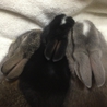 新しい御家族様が  決定いたしました♬ サムネイル2