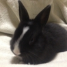 新しい御家族様が  決定いたしました♬ サムネイル4