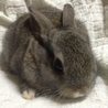 新しい御家族様が  決定いたしました♬ サムネイル3
